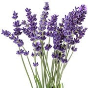 Wild Lavender Company 